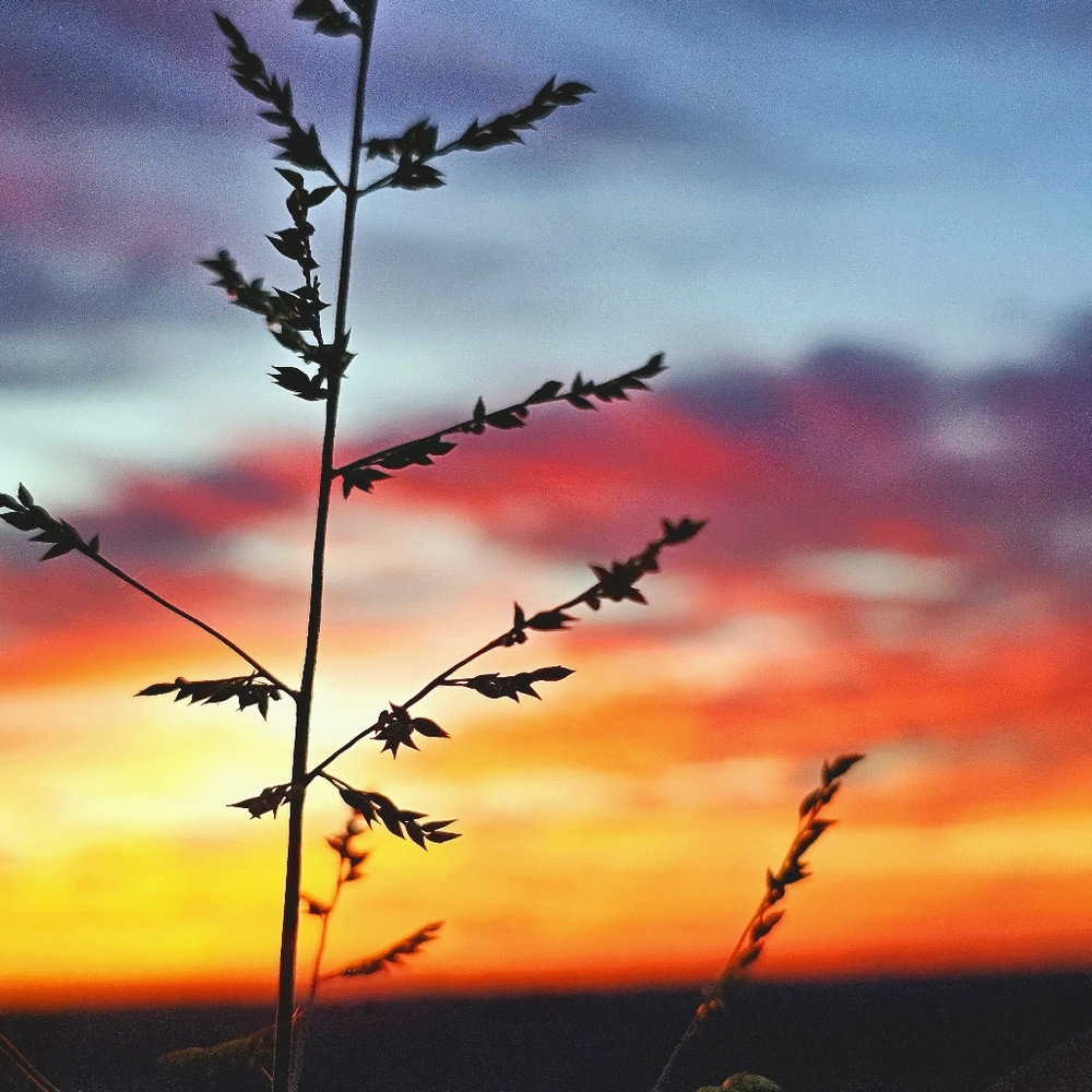 Meet your Posher, Honey